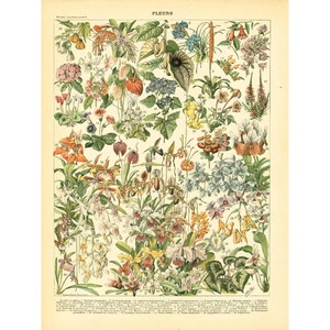 1897 Antique Orchid Botanical Chart print. Authentic 19th century Larousse print