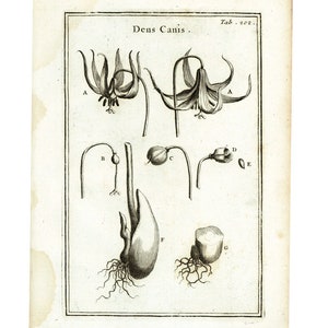 1797 Ząb psa Dens canis Lis Oryginalna rycina Stara płyta Elementy botaniczne Rysunek Tourneforta Aubrieta Historia naturalna