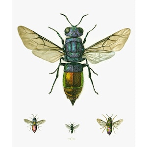 1960 Chrysid. Hymenoptera. Koekoek wesp. Illustratie Insect. Originele Board Entomologie.