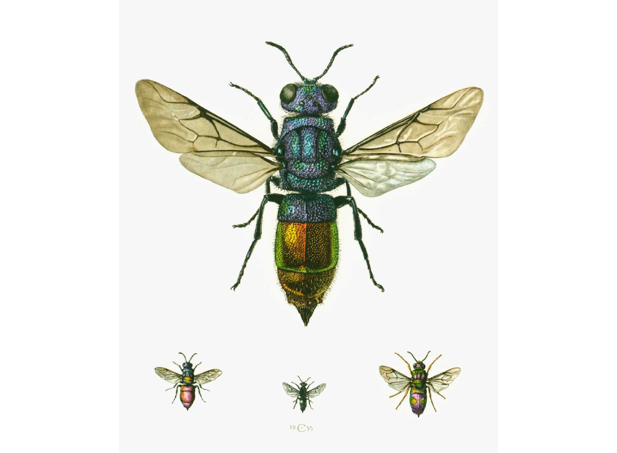 What are you doing here? Cuckoo Wasp in a box - Bug News