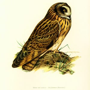 1969 Short-eared owl Asio flammeus bird prints Vintage illustration Ornithology Nature Wall art Home Decor image 2