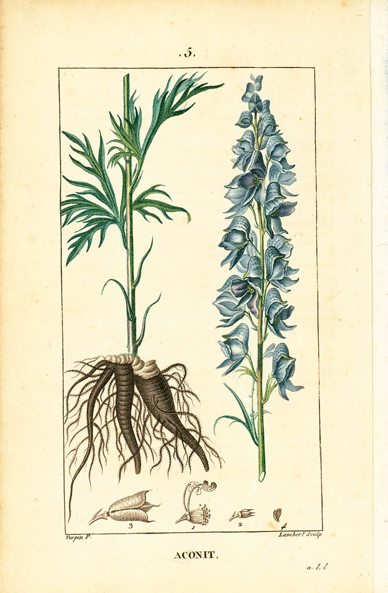 1814 Antique Garden Monkshood Print Aconitum Plicatum Poisonous Plant ...