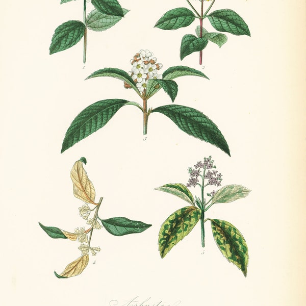 1864 Antique Mock Orange Philadelphus Dogwoods Medlar Plant Print Vintage Botanical  wall art