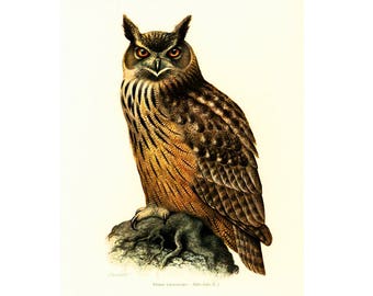 1969 Eagle-Owl  bird prints Vintage illustration Ornithology Nature Wall art Home Decor