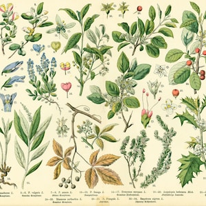 1885 Die Fusains Evonymus Ampelopsis Hoss Ilex Original Botanisches Brett