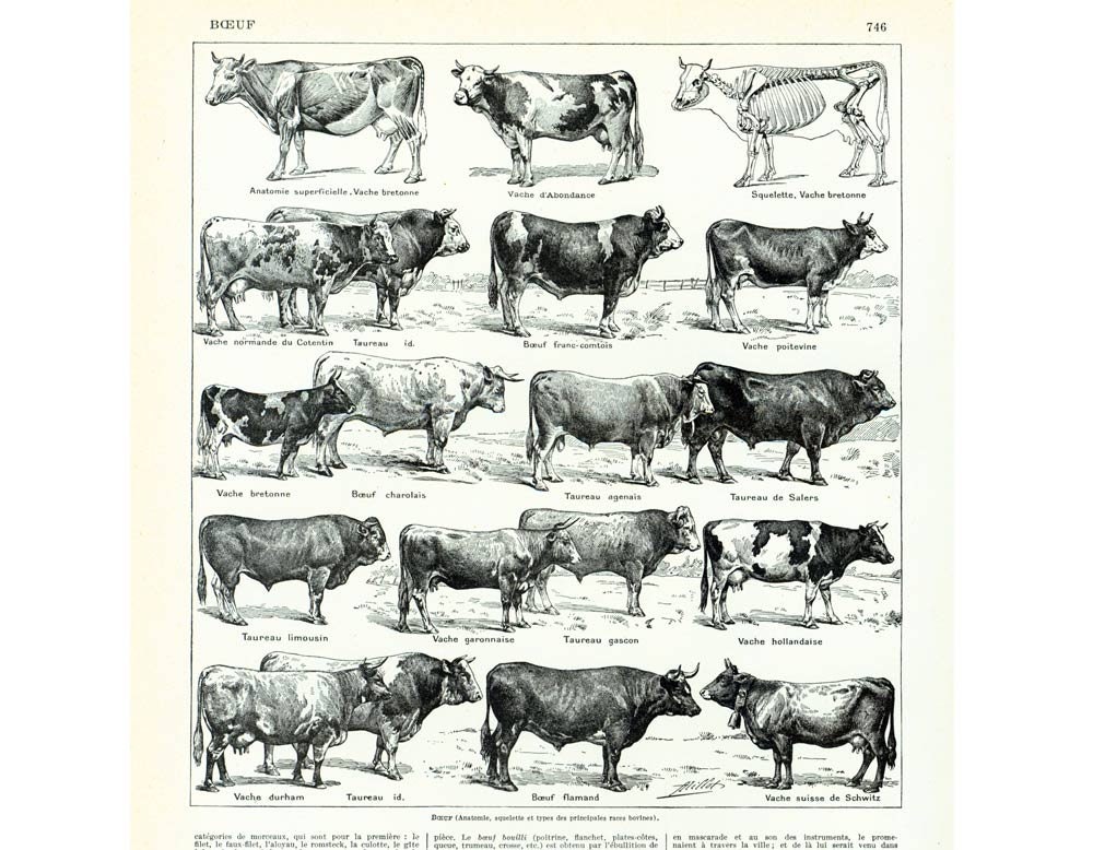 1933 Cattle Chart Print Bulls Cows Original Larousse Print 
