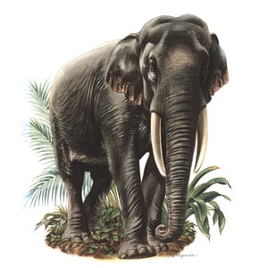 Lithografie van een Aziatische olifant (1974). Dieren in het wild. Natuurlijke historie. Biodiversiteit.