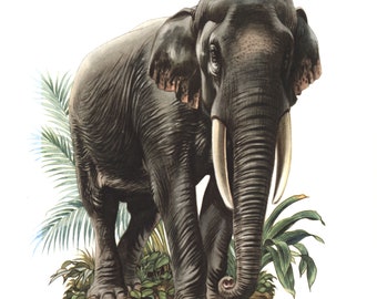 1974 Asian Elephant vintage illustration , animal Art Print, Wild animal, painting