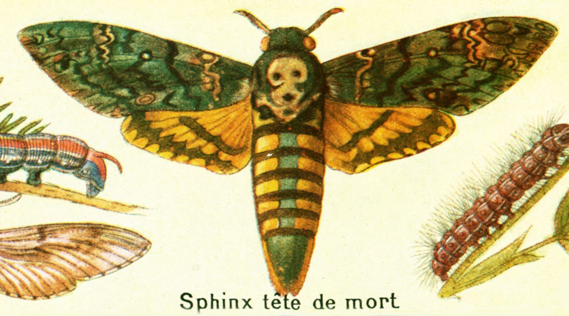 1922 Papillons Machaon Chenilles Sphinx Tête de mort Paon de - Etsy France