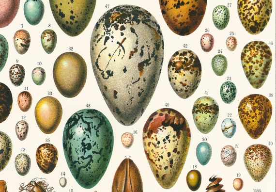 Bird Egg Identification Chart
