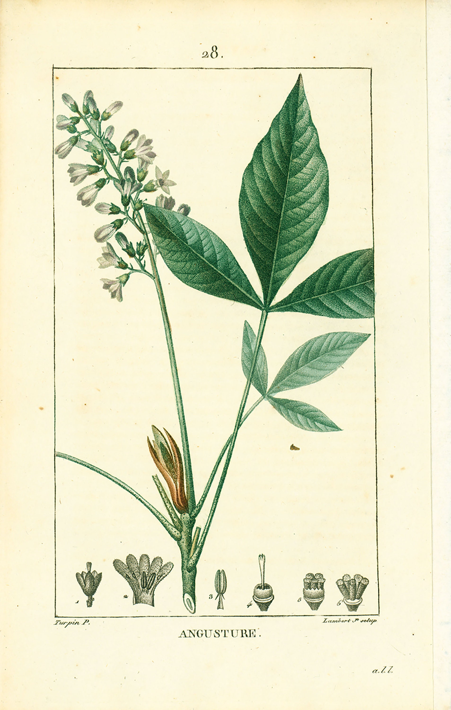 1831 Angostura Trifoliata Print Plant History Etsy