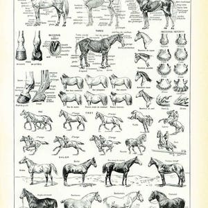 Anatomía del caballo, raza equina, 1933. Lámina original de Larousse. Ilustración de gran formato, 90 años de antigüedad.