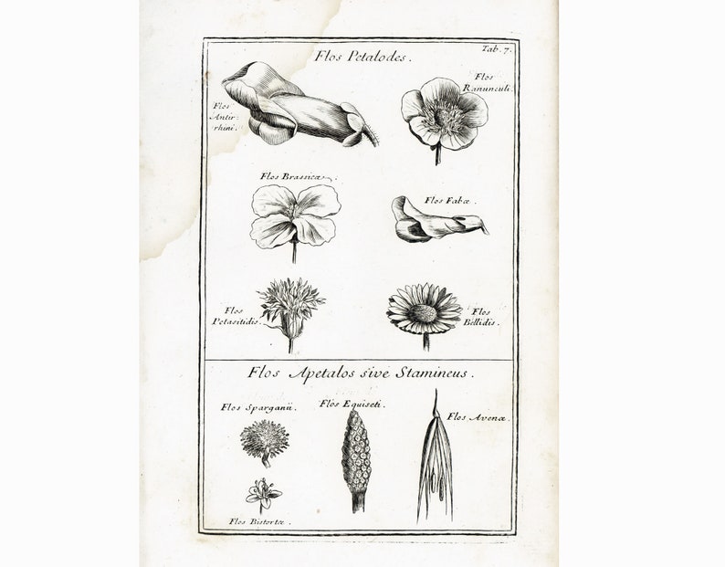 1797 Antique Calyx Sepal Daisy Horsetail Flower Plant Anatomy Print Phytotomy Morphology Corolla Petal Stamen Nature Wall Art To Frame.