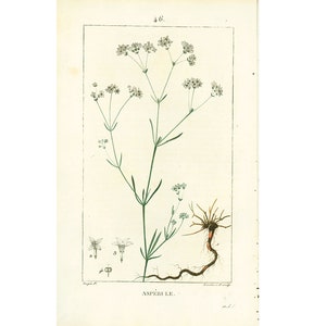 1814 Dyer&#39;s woodruff Asperula tinctoria Antique Prints Botanical Wall Art To Frame