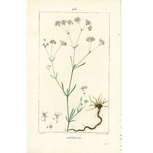 1814 Dyer's woodruff Asperula tinctoria Antique Prints Botanical Wall Art To Frame image 1