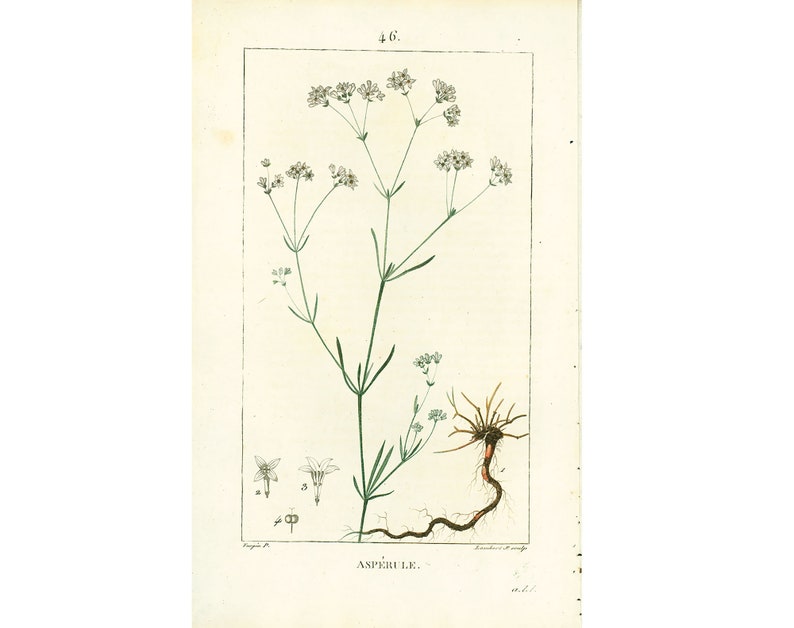 1814 Dyer's woodruff Asperula tinctoria Antique Prints Botanical Wall Art To Frame image 1