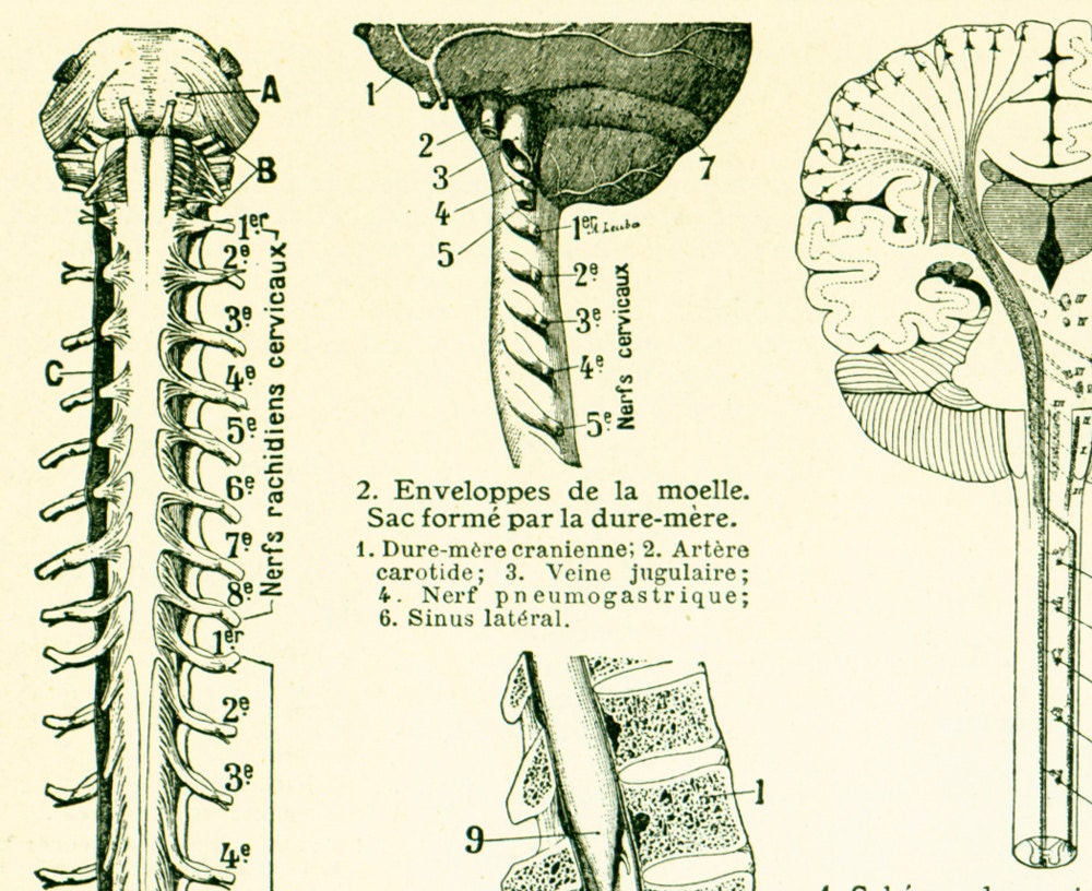 1912 Spinal Cord Antique Print Nerves Antique Medicine & - Etsy