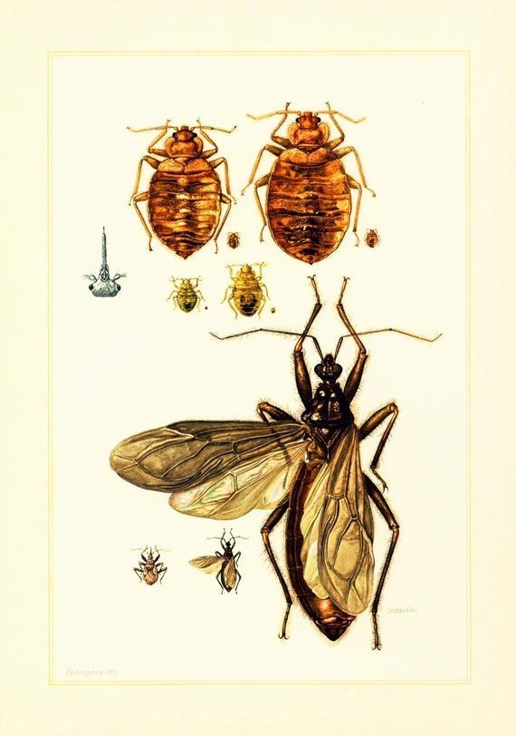 Bed Bug Chart