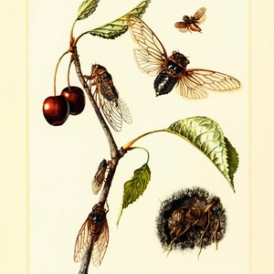 Cicade uit 1960. Insect muur illustratie. Originele Entomologieplaat.