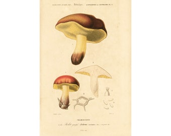 1861 Mushroom Boletus circinans, Fungus Antique Engraving, Original Antique Print, Ancient drawing, Fungi Wall Art