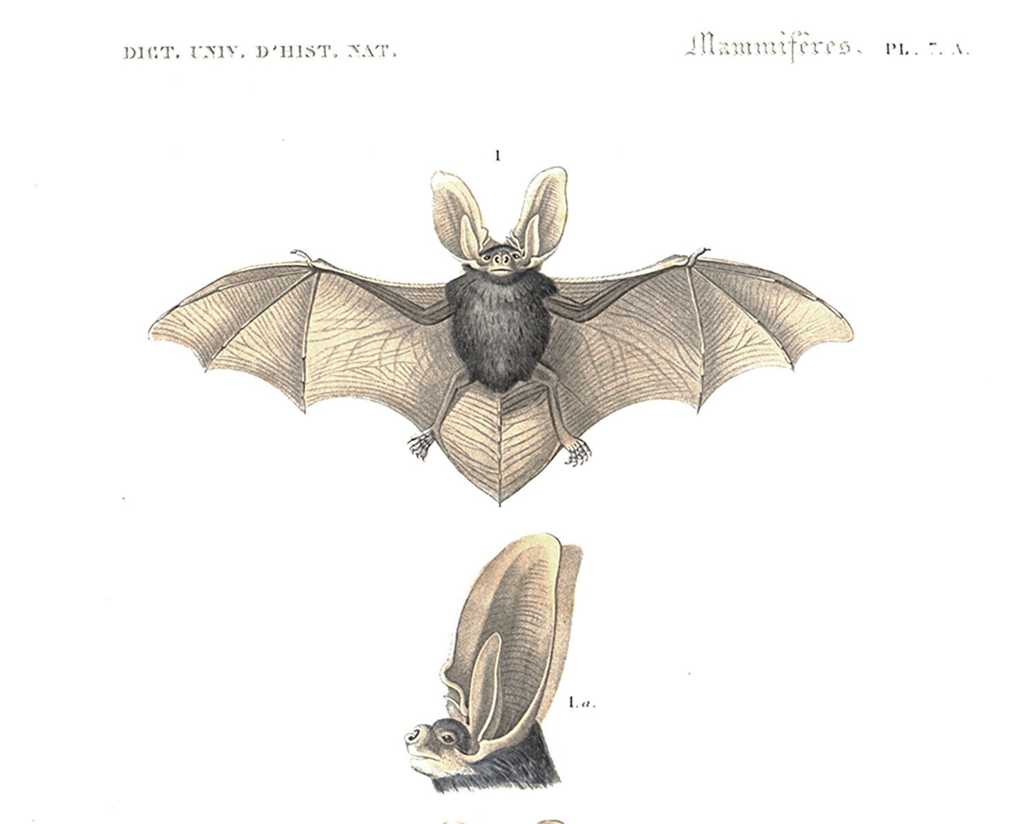 Anciennes chauve souris [ OFES Février ] | Clasf