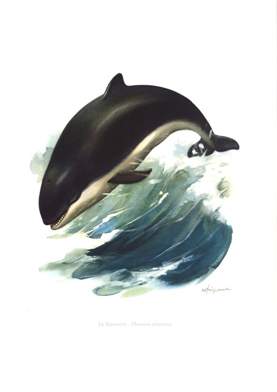 1974 Marsouin Lithographie Animaux faune  Histoire naturelle Decor Biodiversité Nature Océan
