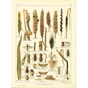 1922 Krankheiten und Feinde des Weizens ALTE BOTANISCHE TELLER-Illustration Großformat Larousse