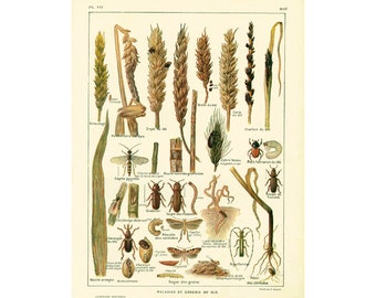 1922 Antique Print of Cereal Pests, Insect, Caterpillar, Grain Wevil, ENTOMOLOGY, illustration Larousse