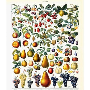 Könnte beinhalten: Eine Vintage-botanische Illustration verschiedener Früchte, darunter Pfirsiche, Birnen, Trauben, Kirschen, Pflaumen und Erdbeeren. Die Früchte sind in einem realistischen Stil mit lebendigen Farben und filigranen Details dargestellt. Das Bild ist oben mit "FRUITS" beschriftet und von 1 bis 31 nummeriert.