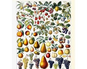 1933 Fruits, Original Antique Print, Larousse Ecyclopedia, French print, Country decor, Kitchen decor