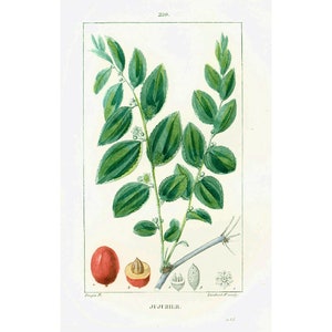 1831 Ziziphus Tree Antique Print Orchard Natural History Botanical Botany Wall Art framing Home decor