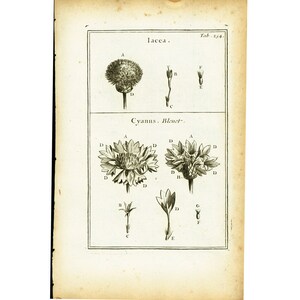 May include: A vintage botanical illustration of a flower with the text "lacea" and "Cyanus. Blenet."  The illustration is in black and white and shows the flower in different stages of growth.