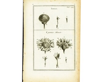 1797 Antique Cornflower Bachelor's button Greater knapweed Flower Print Botanical Natural History Wall Home Decor