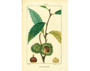 1814 Castanheiro Castanea, Prato Botânico Antigo, Flora Médica Homeopatia Chaumeton Planta mágica