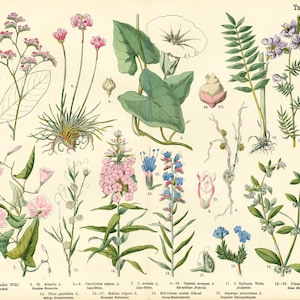 以下が含まれることがあります： ピンク、青、白の花が咲いた13種類の植物を描いた植物画。植物には番号と学名が付けられています。イラストはクリーム色の背景です。