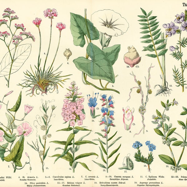 1885 Polemoniaceae Jacob's-ladder phlox family Convolvulus Morning Glory Antique Botanical print Authentic Framable Art