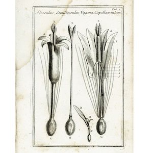 1797 Anatomie d'une fleur Calice Stigmate Style Anthère Pistil Ovaire  Gravure Originale Eléments Botanique Tournefort Physiologie Végétale