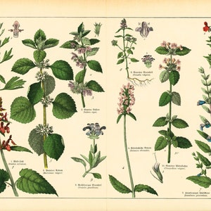 1869 Brandnetel Epiaire officinale Horehound Motherwort Labiated bloem Geneeskrachtige plantencollectie Farmacopee Fytotherapie Botanisch bord