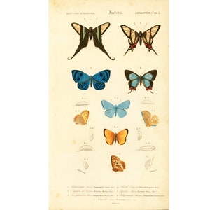 1861 Green dragontail, Lamproptera, Common blue by Orbigny, Antique Print, Hand colored, 1800s Natural History, Entomology, Butterflies