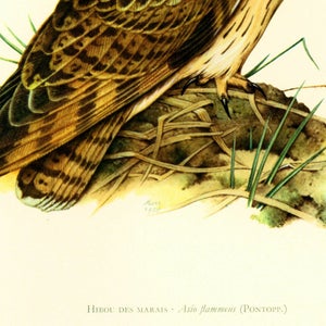 1969 Short-eared owl Asio flammeus bird prints Vintage illustration Ornithology Nature Wall art Home Decor image 4