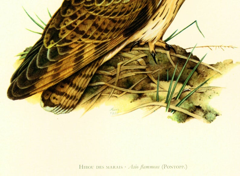 1969 Short-eared owl Asio flammeus bird prints Vintage illustration Ornithology Nature Wall art Home Decor image 4