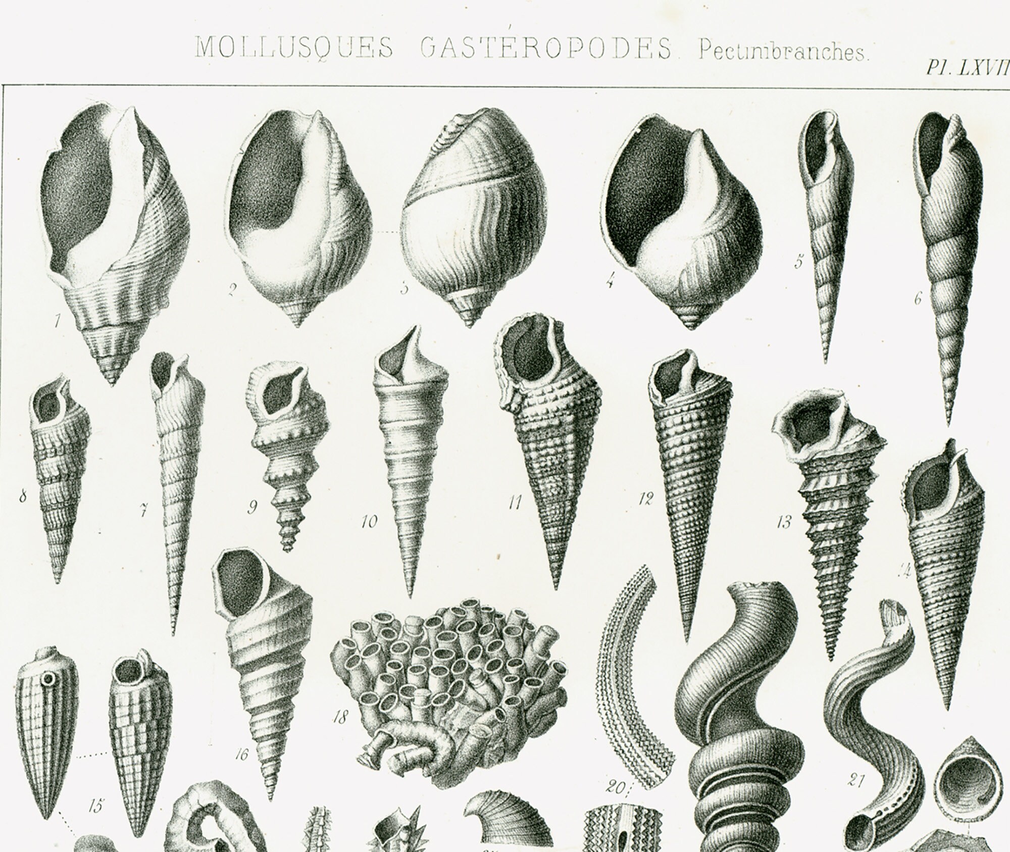 1853 Volutes Snail Whelks Shell Antique Fossil Molluscs XL