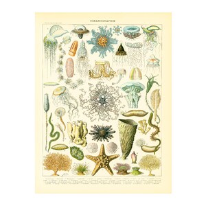 1897 Oceanografía, Placa Ilustrada Original Larousse, Anémona Medusa Estrella de Mar, Ilustración Gran Formato 125 años