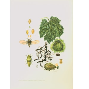 1960 Phylloxera. Parasite de la vigne. Illustration Insecte. Aphidiens. Agronomie Planche Identification Originale Entomologie.