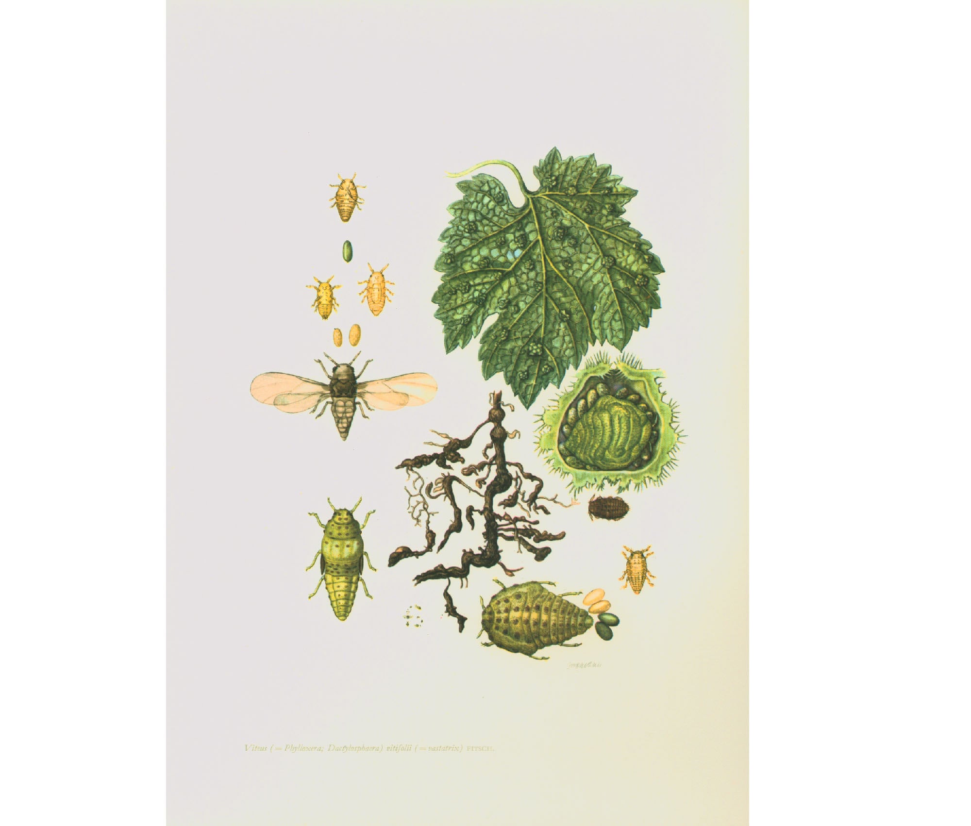 1960 年のフィロキセラ。つるの寄生虫。昆虫のイラスト