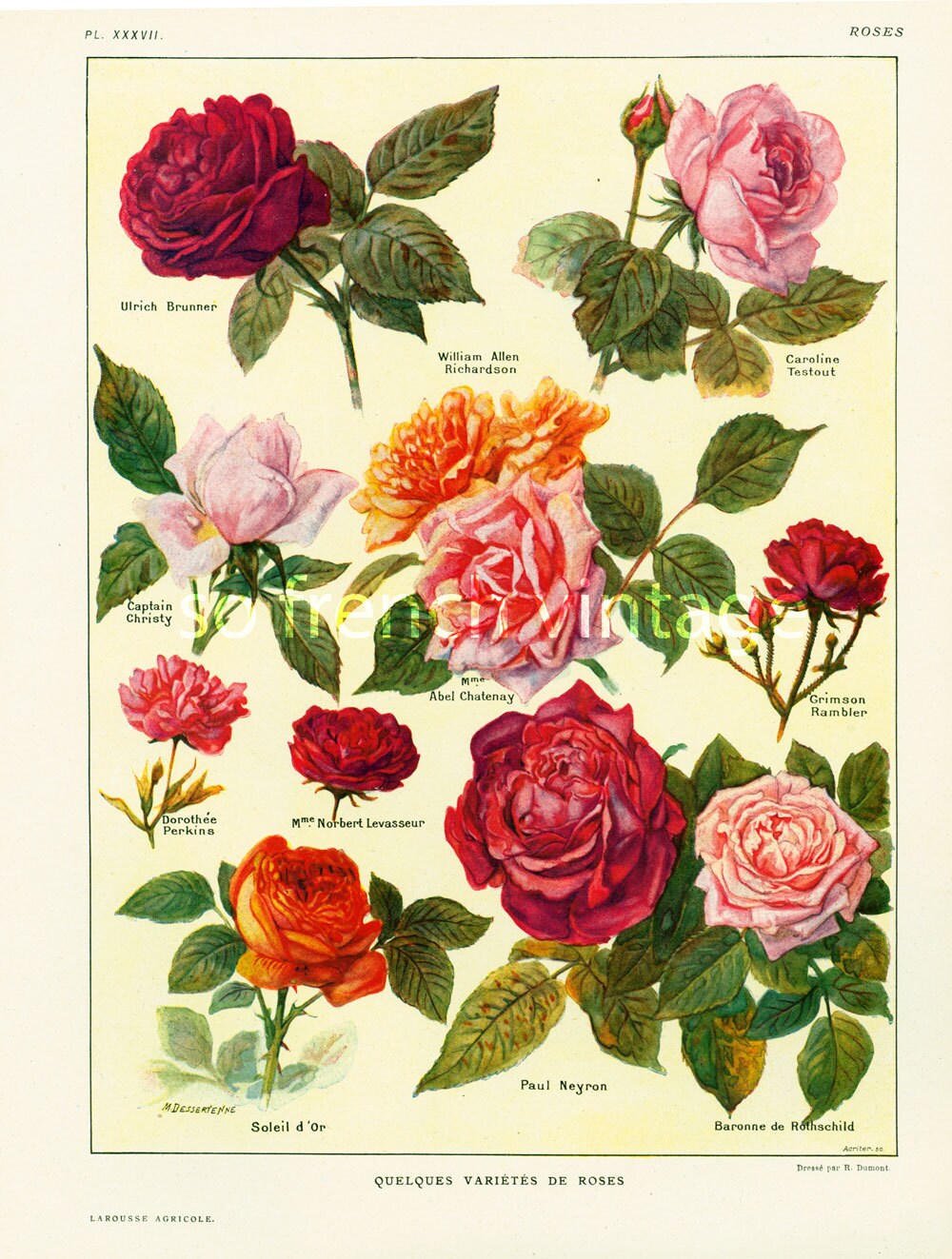 1922 OLD GARDEN ROSES. Antique Flower Print. Roses Lithograph. Etsy