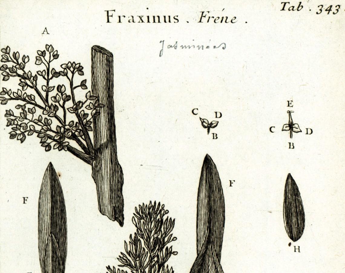 1797 European Ash Catkins Hardwood Trees Botanical Print Etsy