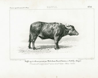 1856 Bubalina Buffalo Antique Cow Breeds Print. Cattle Farming Cow Bull breeds identification chart French vintage illustration Farm Decor