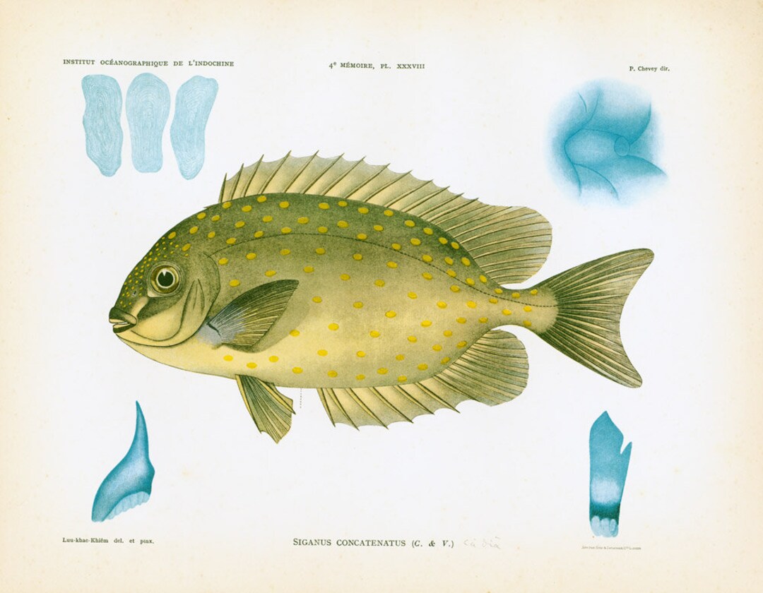 1932 Sigan Siganus Picot Gravure Originale. Poisson Tropical ...