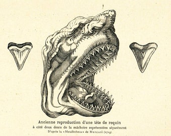 1908 Antique SHARK print, Prehistoric Skeleton illustration Paleontology Wall Art.